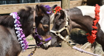 ASPCA Right Horse Adoptable Equines of the Week: Vixen and Pipsqueak