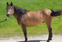 Adoptable horse Xanthus