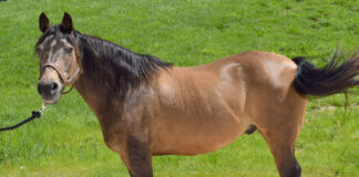Adoptable horse Xanthus