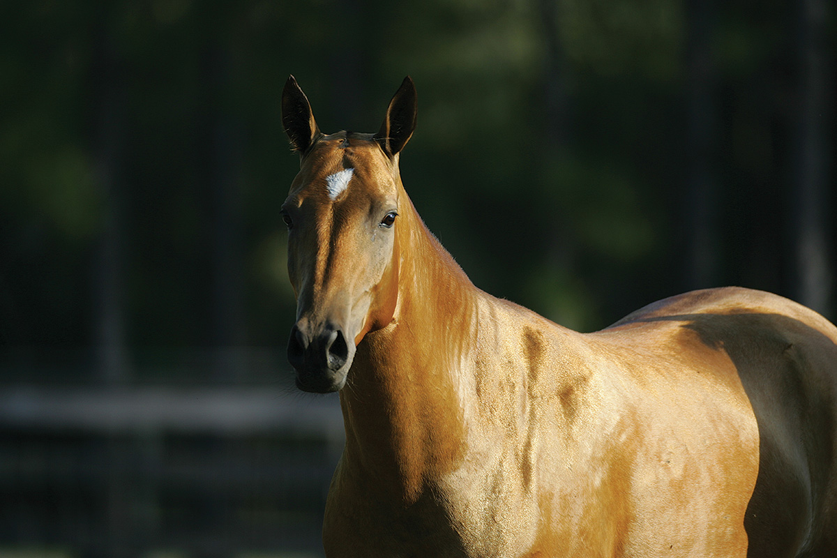 An Akhal-Teke with a gleaming coat