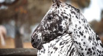 Appaloosa horses: the colourful horse with prehistoric roots