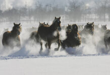 A large herd galloping in the snow.