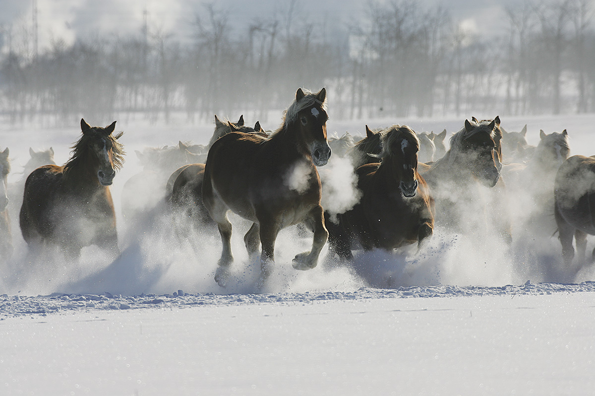 A large herd galloping in the snow.