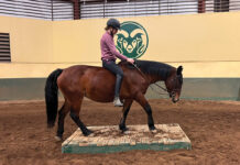 A Colorado State University works with a horse as part of the adoptable horse program.