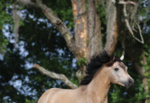 A buckskin Connemara Pony in a field