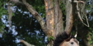 A buckskin Connemara Pony in a field