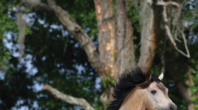 A buckskin Connemara Pony in a field