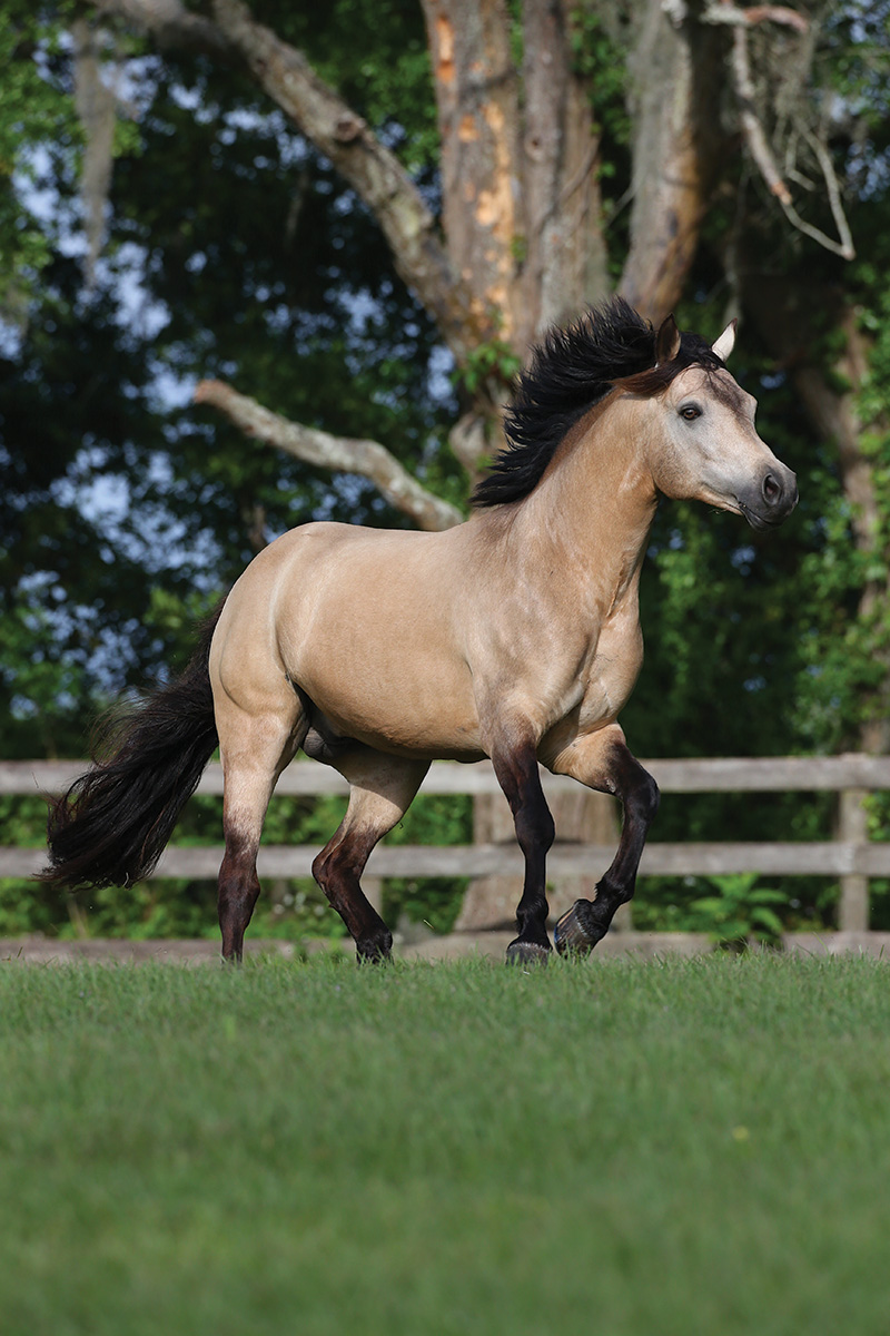 A buckskin Connemara Pony in a field