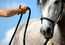 A horse being worked with using positive reinforcement to work on equine behavior