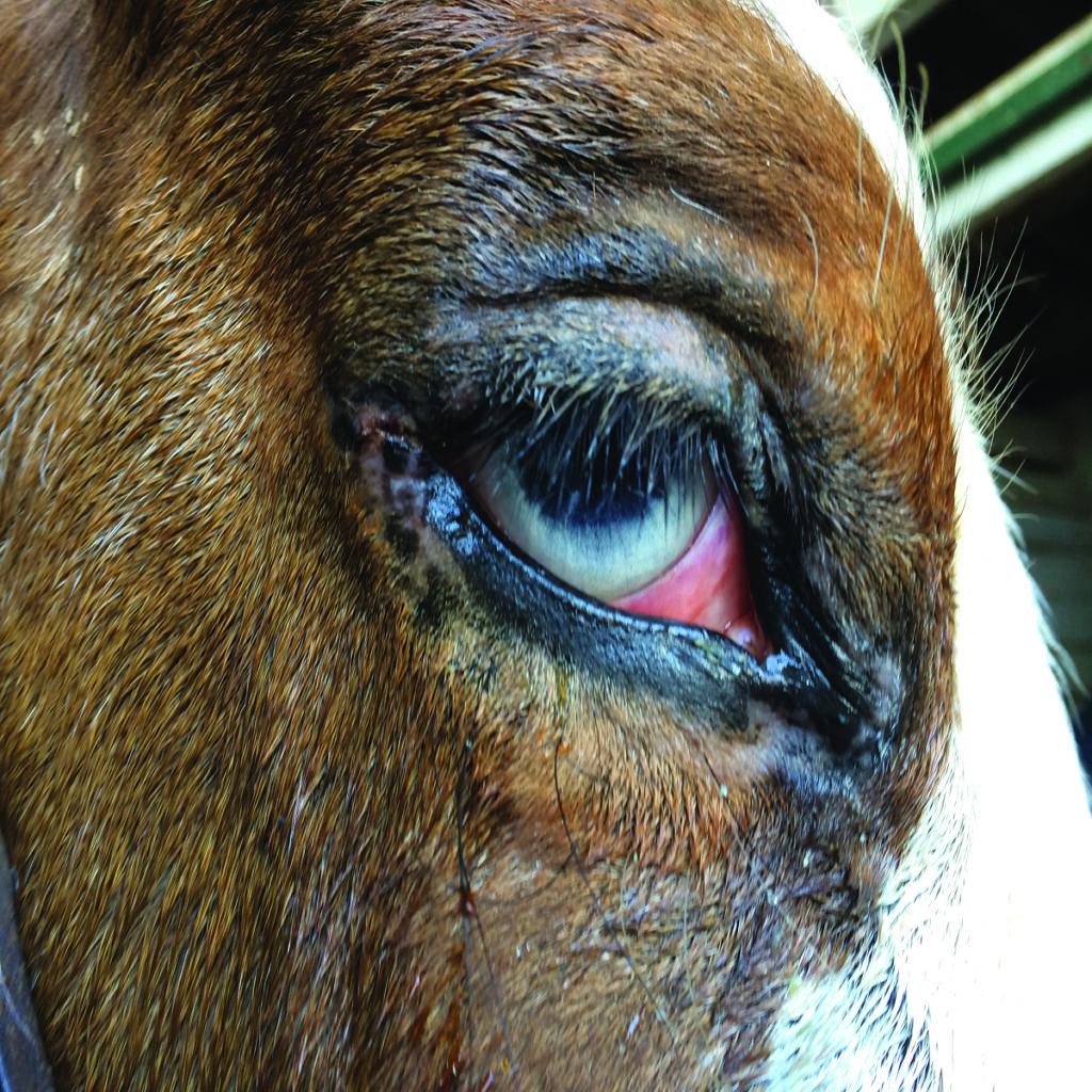 How To Treat An Eye Ulcer In A Dog