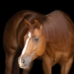 A female horse. Check out this article for the 100+ best female horse names for your filly or mare.