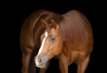 A female horse. Check out this article for the 100+ best female horse names for your filly or mare.