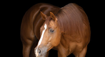 100+ Best Female Horse Names for Your Mare or Filly