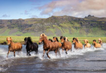 A herd of Icelandic Horses gallop through water