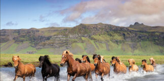 A herd of Icelandic Horses gallop through water