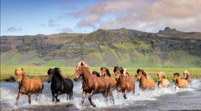 A herd of Icelandic Horses gallop through water