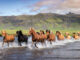 A herd of Icelandic Horses gallop through water