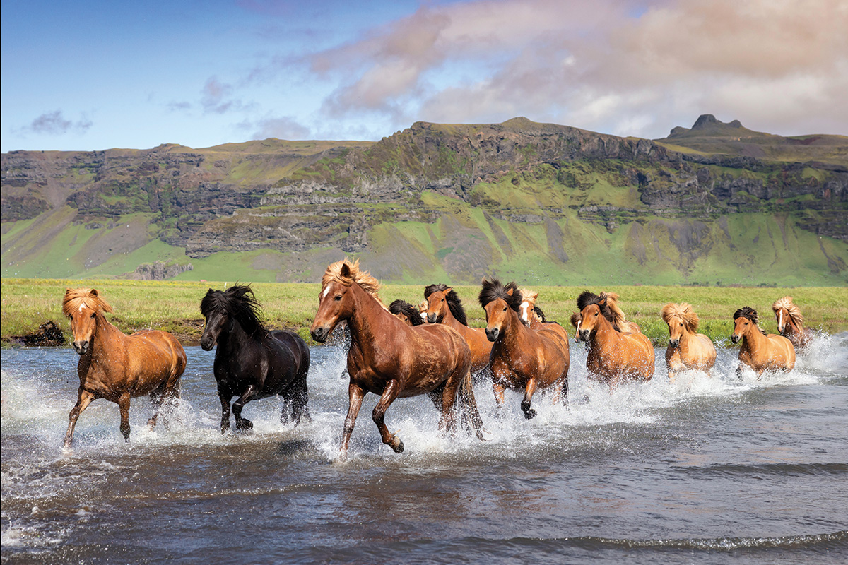 A herd of Icelandic Horses gallop through water