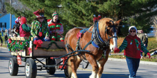 A Belgian horse pulls a wagon full of Christmas revelers at the Lebanon, Ohio Horse-Drawn Carriage Parade and Christmas Festival.