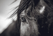 A horse's eye in black and white. The SAFE Act would help protect U.S. horses from slaughter.