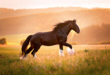 A Shire horse, one of the biggest horse breeds in the world