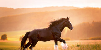 A Shire horse, one of the biggest horse breeds in the world