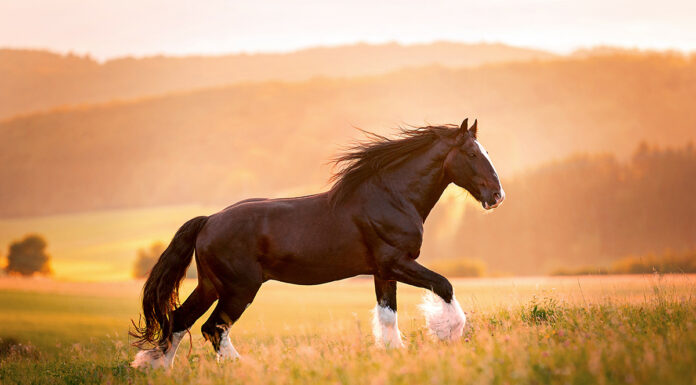 A Shire horse, one of the biggest horse breeds in the world