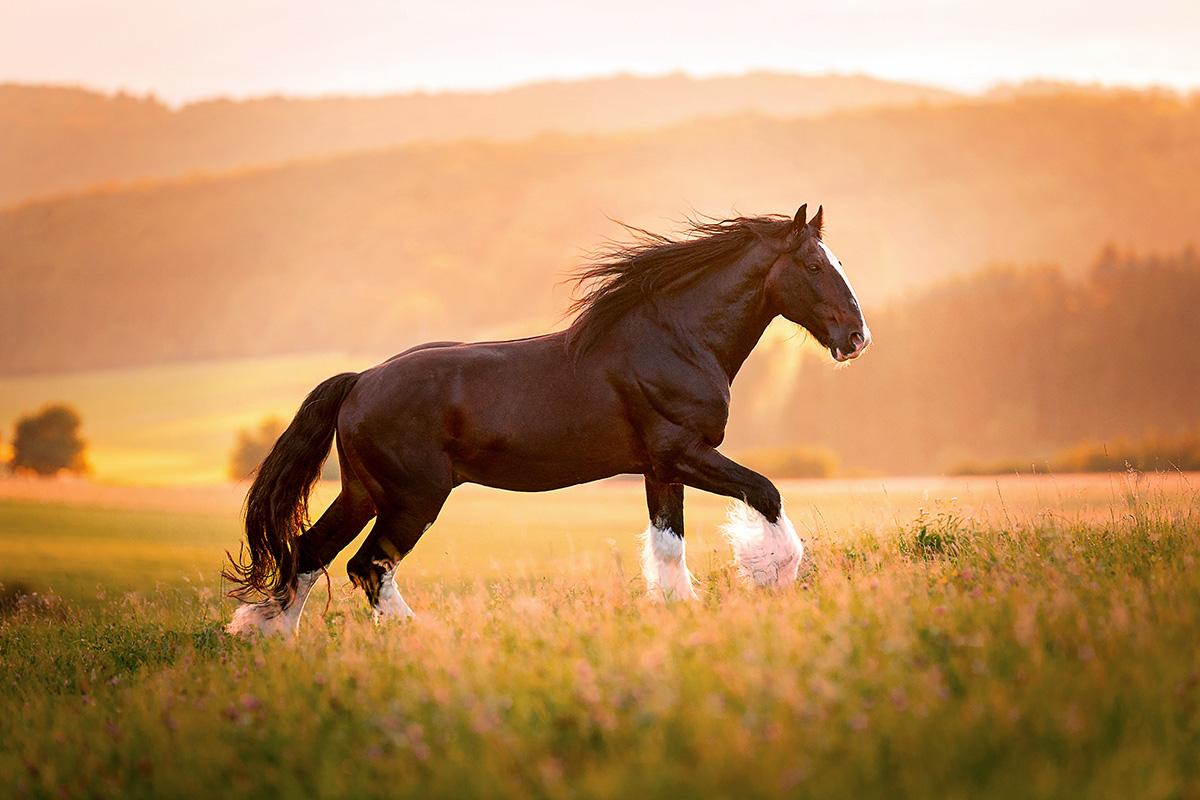 A Shire horse, one of the biggest horse breeds in the world