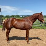 Adoptable horse Cat, whose registered name is Cutters D Bar Chex.