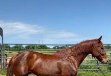 Adoptable horse Cat, whose registered name is Cutters D Bar Chex.