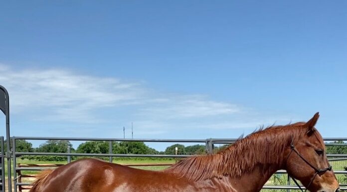 Adoptable horse Cat, whose registered name is Cutters D Bar Chex.