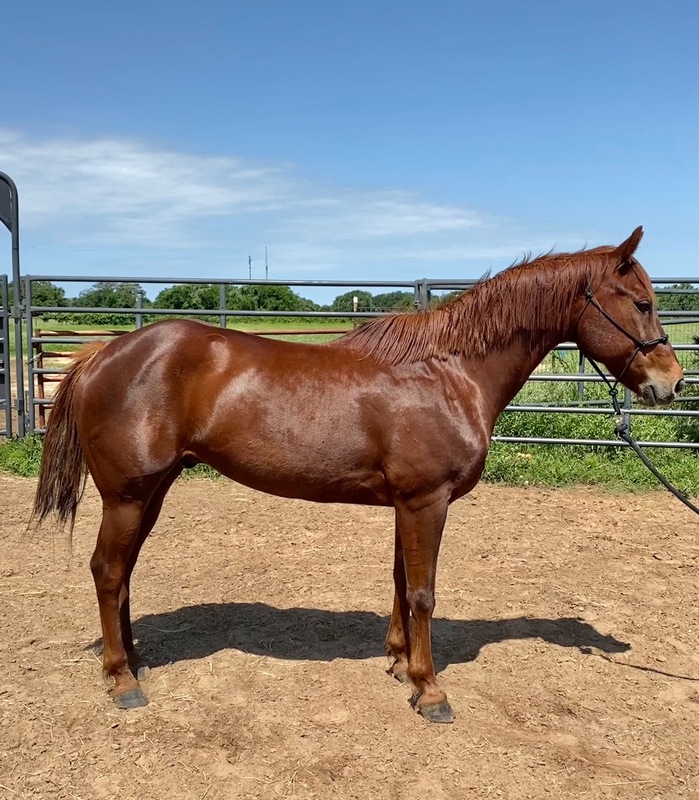 Adoptable horse Cat, whose registered name is Cutters D Bar Chex.