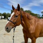 A chestnut gelding.