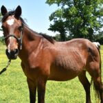 Adoptable horse Kiowa