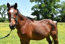 Adoptable horse Kiowa