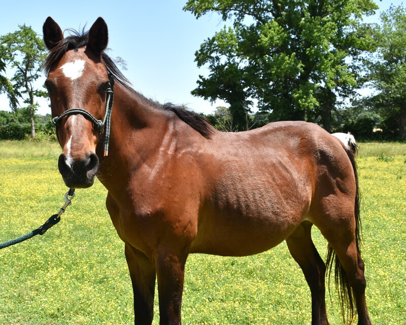 Adoptable horse Kiowa