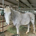 Adoptable horse Tundra.