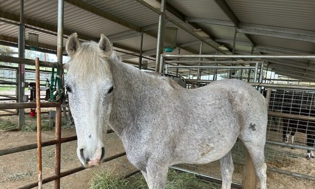 Adoptable horse Tundra.