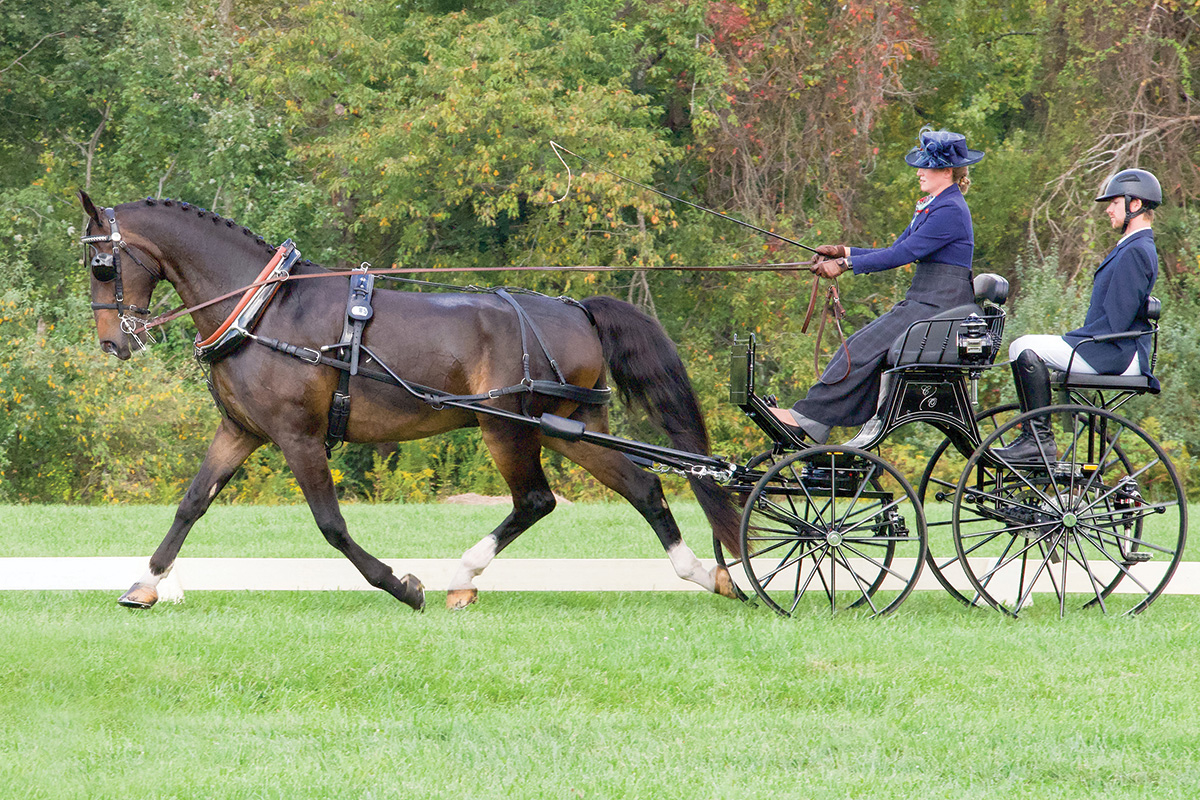 Carrie Ostrowski-Place competing her Advanced horse Gellerduht (Gus) competing in combined driving