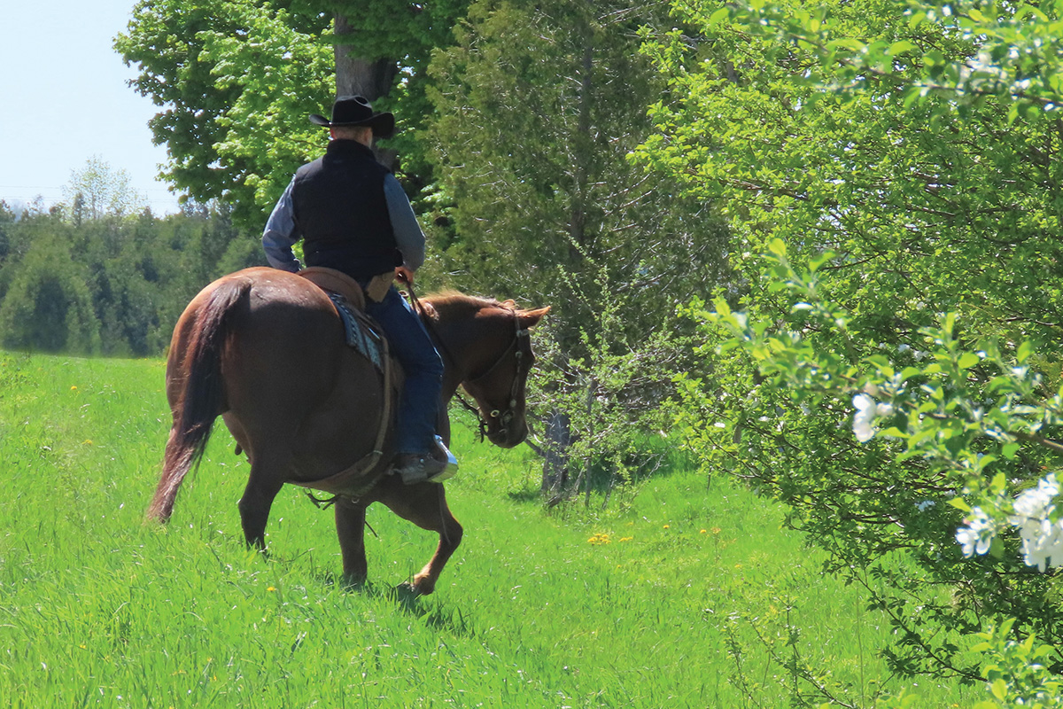 Training a horse on the trail to avoid the common horse training mistake of being repetitive