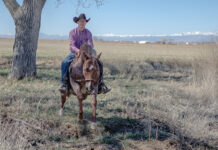 A trainer teaching a horse to cross a ditch