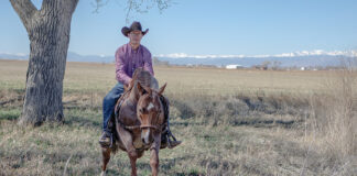 A trainer teaching a horse to cross a ditch