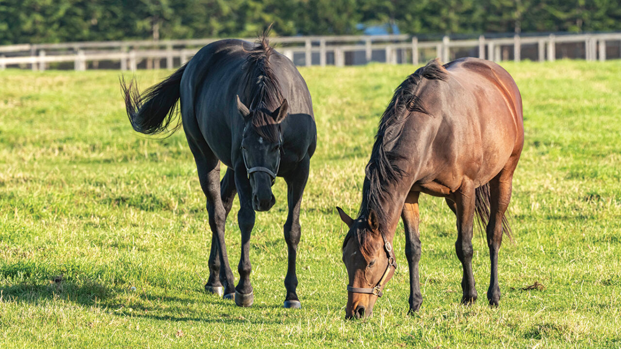 Fly Stomping Can Cause Hoof Problems - Horse Illustrated