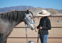 Tessa Nicolet interacts with a gray gelding.