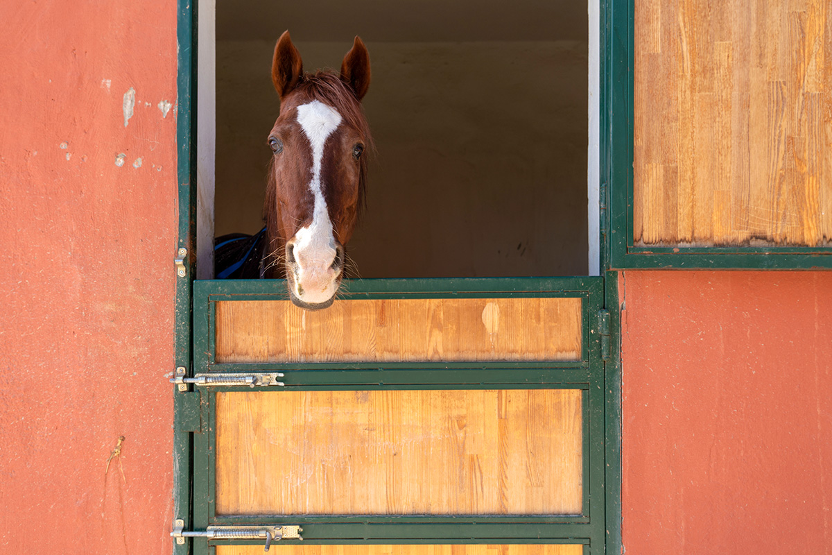 A latched stall door. Not double-checking latches is a crucial mistake that beginner horse people can make.