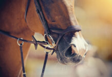 Closeup of a chestnut while schooling