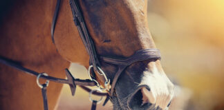 Closeup of a chestnut while schooling