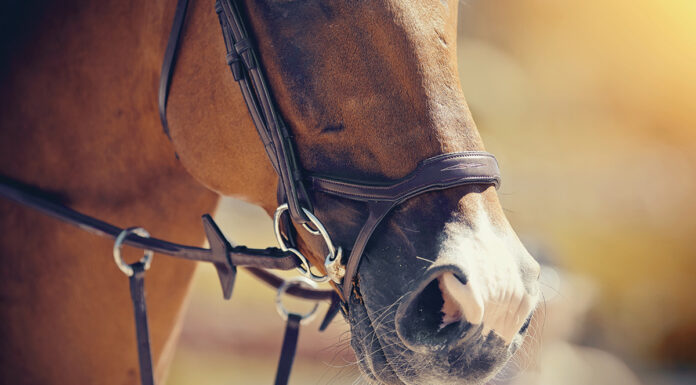 Closeup of a chestnut while schooling