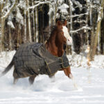 A horse wearing a blanket in the snow. This article dives into the best horse blanketing practices.