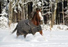 A horse wearing a blanket in the snow. This article dives into the best horse blanketing practices.